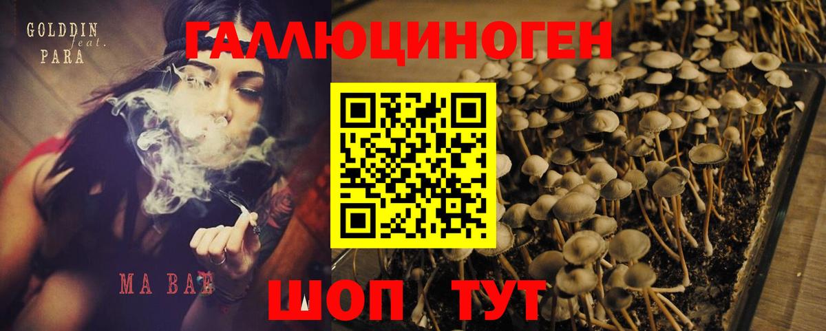 Галлюциногенные грибы Psilocybine cubensis  Вход с VPN  Псилоцибиновые грибы Cubensis  Нерюнгри 